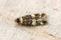 Oegoconia