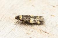 Oegoconia