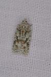 Acleris literana