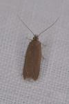 Acompsia cinerella