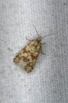 Aethes williana/margarotana