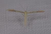 Adaina microdactyla
