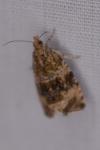 Celypha lacunana