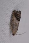 Cydia splendana