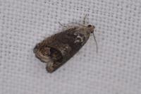 Cydia splendana
