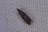 Dichrorampha acuminatana