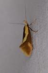 Harpella forficella