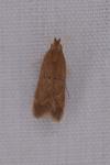 Helcystogramma lutatella