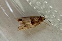 Rhopobota naevana