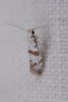 Scythropia crataegella