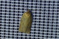 Aphelia viburnana
