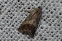 Cydia splendana