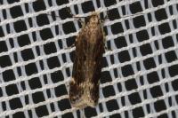 Aroga velocella