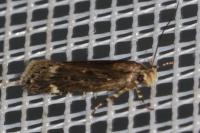 Aroga velocella