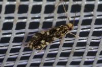 Nemapogon koenigi