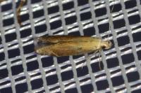 Monochroa cytisella