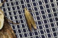 Monochroa cytisella