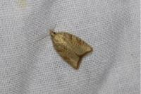 Aleimma loeflingiana