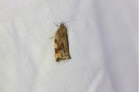 Archips xylosteana