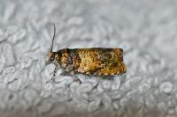 Celypha aurofasciana