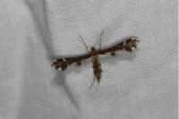 Capperia britanniodactyla