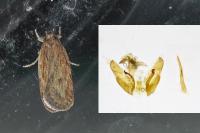 Depressaria daucella