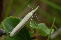 Pleurota