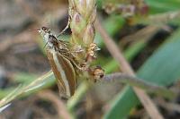 Pleurota aristella