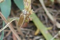 Pleurota aristella