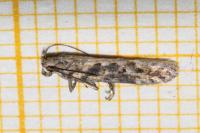 Scrobipalpa suaedicola