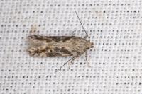 Scrobipalpa suaedicola