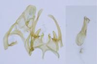 Scrobipalpa suaedicola