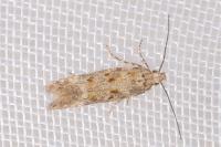 Scrobipalpa salinella