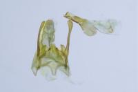 Scrobipalpa salinella