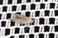 Coleophora amellivora