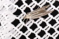 Coleophora amellivora