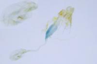 Coleophora amellivora
