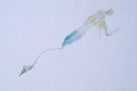 Coleophora amellivora