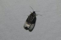 Apotomis betuletana