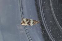 Orthotaenia undulana