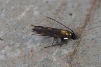 Euspilapteryx auroguttella
