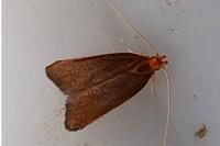 Eurodachtha pallicornella