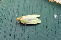 Tortrix viridana