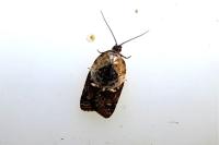 Acleris variegana