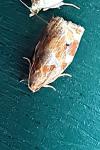 Archips xylosteana