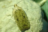 Agonopterix scopariella