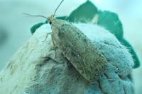 Agonopterix scopariella