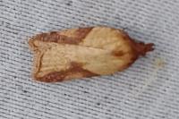 Acleris aspersana