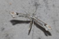 Platyptilia