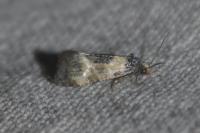 Neocochylis dubitana
